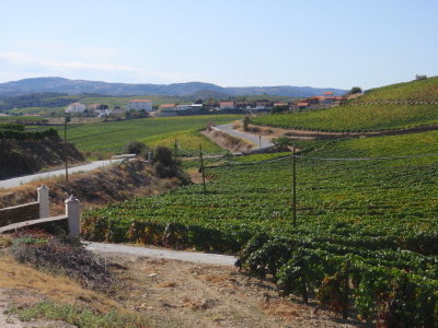 Fertile valley with lots of grapes.